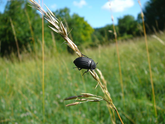 Aaskfer Silpha tristis Juni 2011 Oberlaudenbach Wiese 002