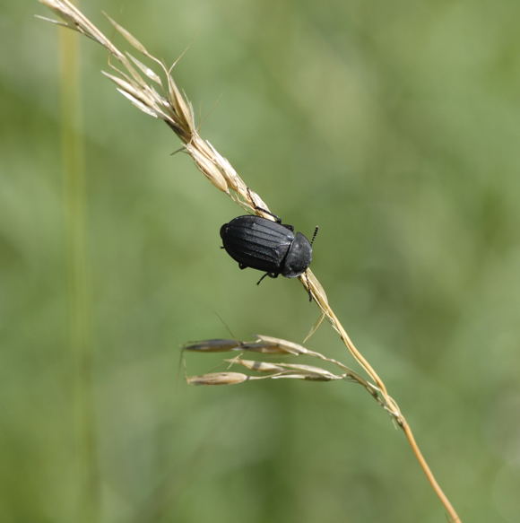 Aaskfer Silpha tristis Juni 2011 Oberlaudenbach Wiese NIKON 001