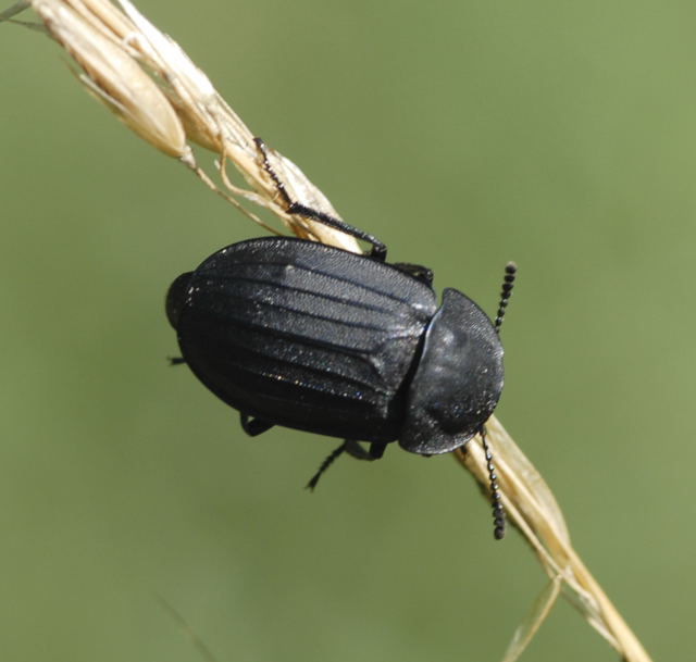Aaskfer Silpha tristis Juni 2011 Oberlaudenbach Wiese NIKON 002