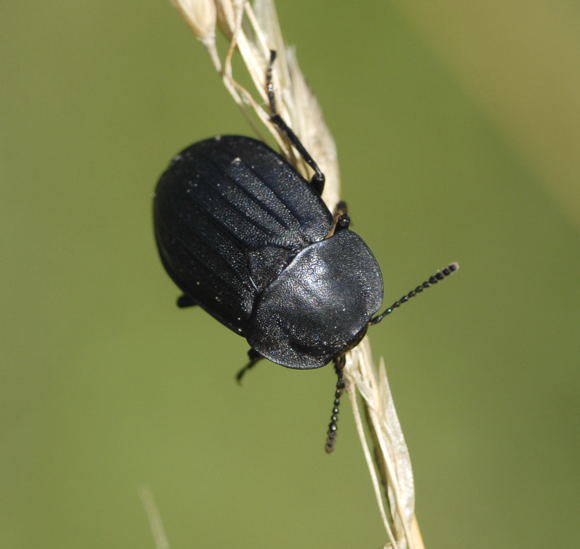 Aaskfer Silpha tristis Juni 2011 Oberlaudenbach Wiese NIKON 005