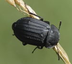 Aaskfer Silpha tristis kl.