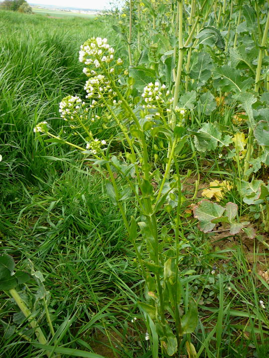 Acker-Hellerkraut 1.Mai 2008 Hungen u. Ober-Ohmen 063
