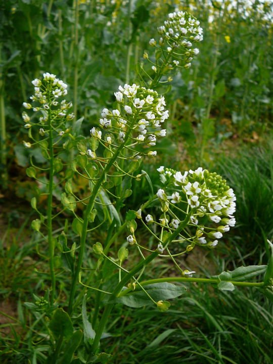 Acker-Hellerkraut 1.Mai 2008 Hungen u. Ober-Ohmen 065
