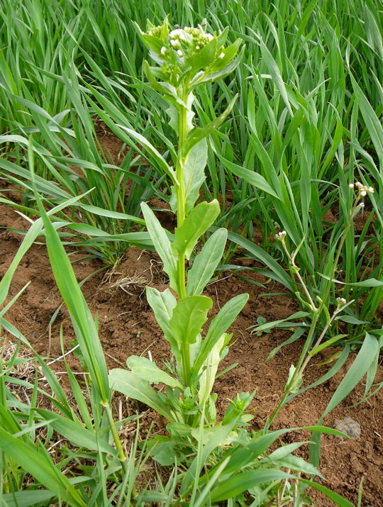 Acker-Hellerkraut 1.Mai 2008 Hungen u. Ober-Ohmen 076