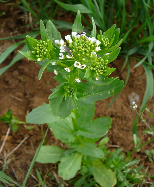 Acker-Hellerkraut 1.Mai 2008 Hungen u. Ober-Ohmen 077