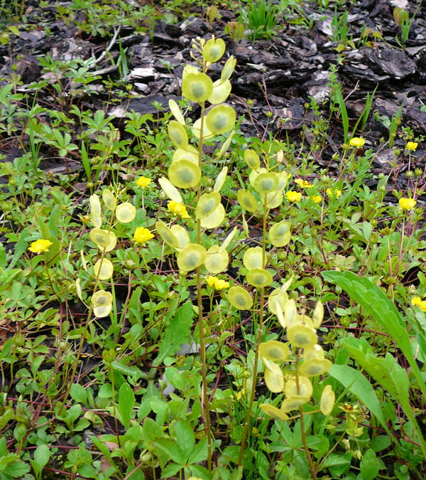 Acker-Hellerkraut (Thlaspi arvense).Juni 2010 Viernheimer Heide an den Grten 063