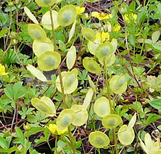 Acker-Hellerkraut (Thlaspi arvense).Juni 2010 Viernheimer Heide an den Grten 064