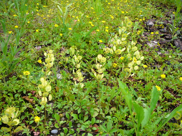 Acker-Hellerkraut (Thlaspi arvense).Juni 2010 Viernheimer Heide an den Grten 065