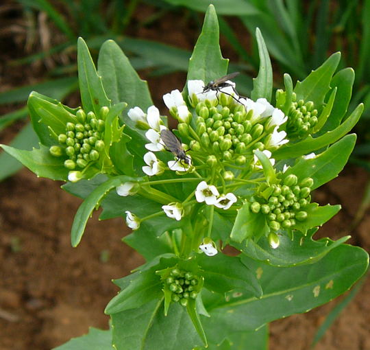 Acker-Hellerkraut & Tanzfliege 1.Mai 2008 Hungen u. Ober-Ohmen 077a