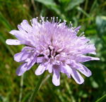 Acker-Witwenblume kl.