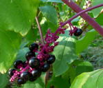 Amerikanische Kermesbeere kl.