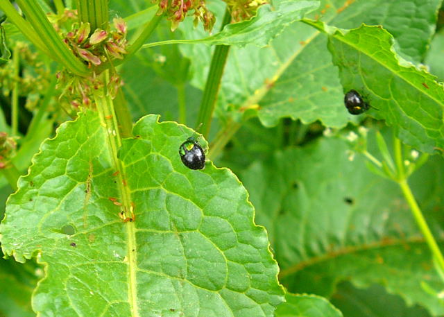 Ampfer-Blattkfer - Gastrophysa viridula Juni 09 Huett und Viernheimer Wald 108