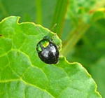 Ampfer-Blattkfer - Gastrophysa viridula kl.