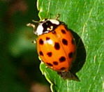Asiatischer Marienkfer 3 kl.