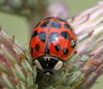 Asiatischer Marienkfer Harmonia axyridis3-kl.4