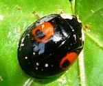 Asiatischer Marienkfer Mai 10 kl.