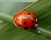 Asiatischer Marienkfer kl.1