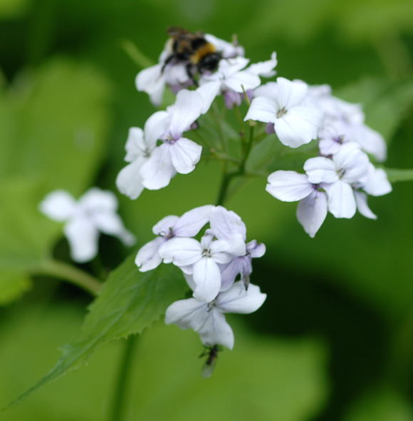 Ausdauerndes Silberblatt (Lunaria rediviva) Juni 09 Hoher Vogelsberg... 132