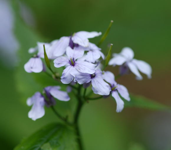Ausdauerndes Silberblatt (Lunaria rediviva) Juni 09 Hoher Vogelsberg... 134