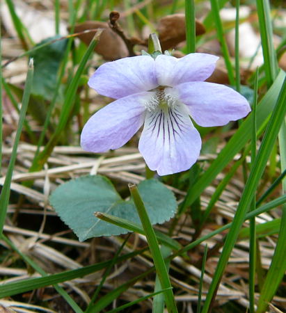 B Hain-Veilchen April 2008 Wildblumen Httenfeld-Viernheimer Wald 005