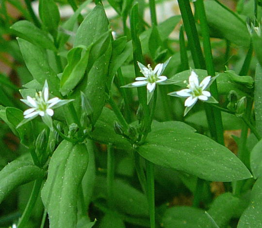 Bach-Sternmiere (Stellaria alsine) April 09 Geb.Franz & Insekten Httenfeld 054a