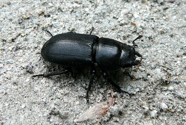 Balkenschrter Mai 2010 Viernheimer Waldheide kleines FFH-Gebie