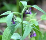 Bastard-Beinwell kl.