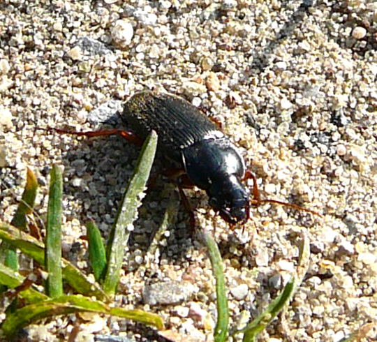 Behaarter Schnelläufer (Harpalus rufipes) Okt 2010 Im Seefeld, Lorscher See 060 Behaarter Schnelläufer (Harpalus rufipes) Okt 2010 Im Seefeld, Lorscher See 060