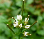 Behaartes Schaumkraut  kl.