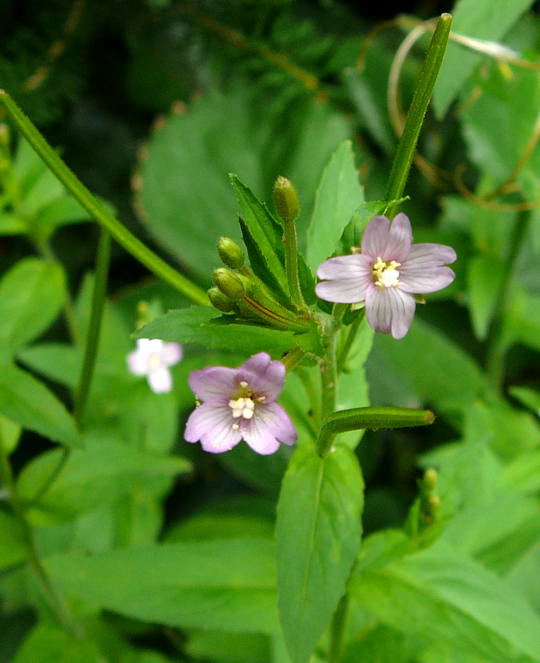 Berg-Weidenrschen (Epilobium montanum) Juli 2008 Wildblumen & Schmetterlinge Htt 089a