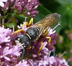 Bienenwolf (Philanthus triangulum) kl.