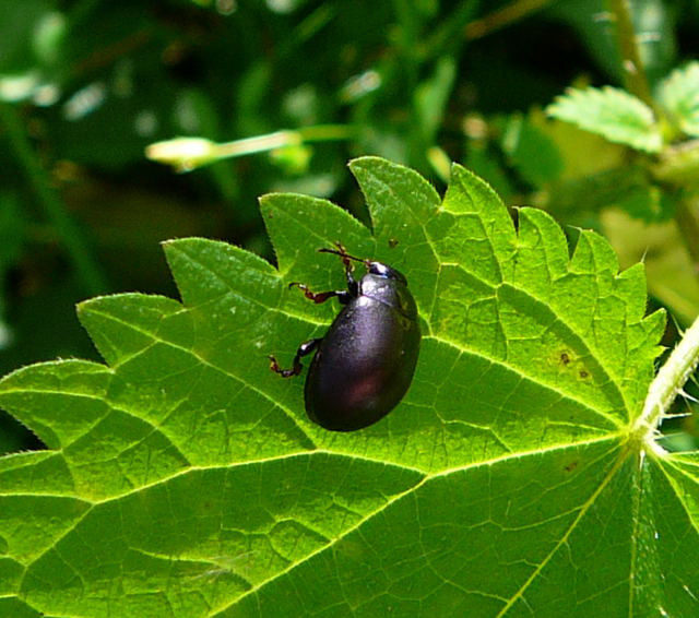 Blattkfer Chrysolina sturmi Sept 2010 Huett u. Viernheimer Glockenbuckel Insekten 045