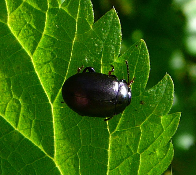 Blattkfer Chrysolina sturmi Sept 2010 Huett u. Viernheimer Glockenbuckel Insekten 046