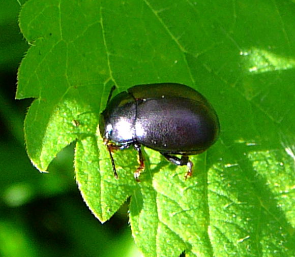 Blattkfer Chrysolina sturmi Sept 2010 Huett u. Viernheimer Glockenbuckel Insekten 047