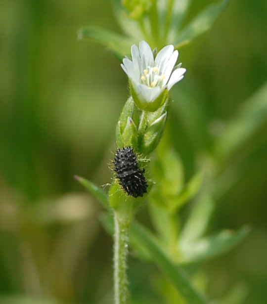 Blattkferlarve Nikon Schmetterlinge u. Insekten Brachstck Richtung Lorsch 004