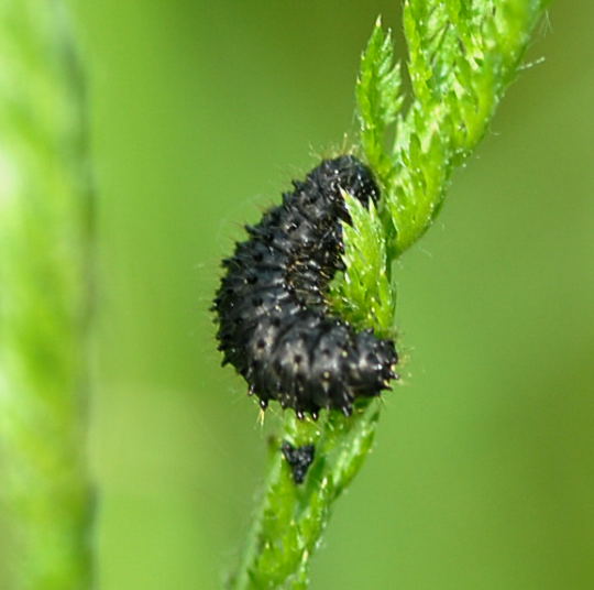 Blattkferlarve Nikon Schmetterlinge u. Insekten Brachstck Richtung Lorsch 140a