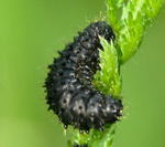 Blattkferlarve spec.2 kl.