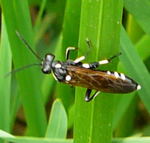 Blattwespe ...Macrophya duodecimpunctata kl.1