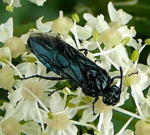 Blattwespe Arge gracilicornis kl.