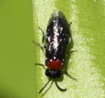 Blattwespe (Eutomostethus ephippium) kl.