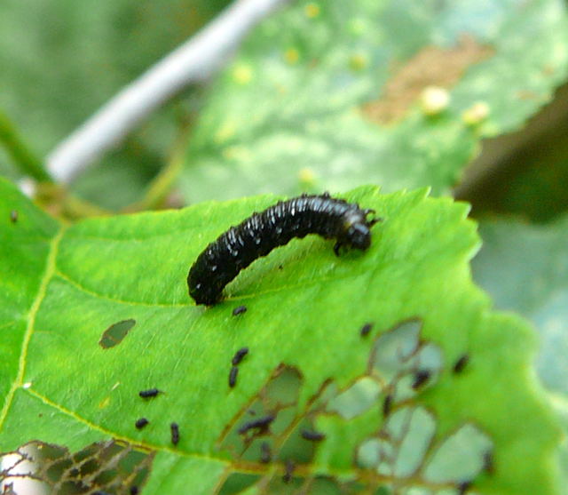 Blauer Erlenblattkäfer (Agelastica alni) Larve Urlaub 2010 5.8.bei Silberstedt Holstein 046 Blauer Erlenblattkäfer (Agelastica alni) Larve Urlaub 2010 5.8.bei Silberstedt Holstein 046