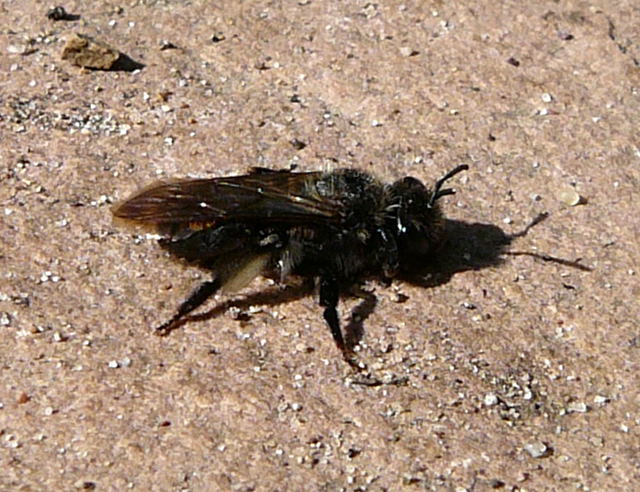 Blauschillernde Sandbiene Andrena agilissima Mai 2010 Huett Schleuse und Garten 015