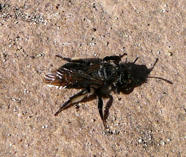 Blauschillernde Sandbiene Andrena agilissima Mai 2010 Huett Schleuse und Garten 016