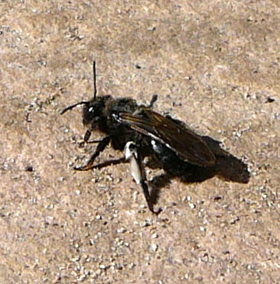 Blauschillernde Sandbiene Andrena agilissima Mai 2010 Huett Schleuse und Garten 017