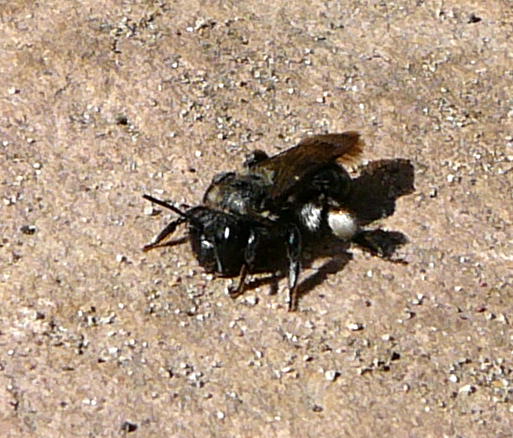 Blauschillernde Sandbiene Andrena agilissima Mai 2010 Huett Schleuse und Garten 018
