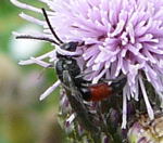 Blutbiene  2 (Sphecodes spec.) kl.