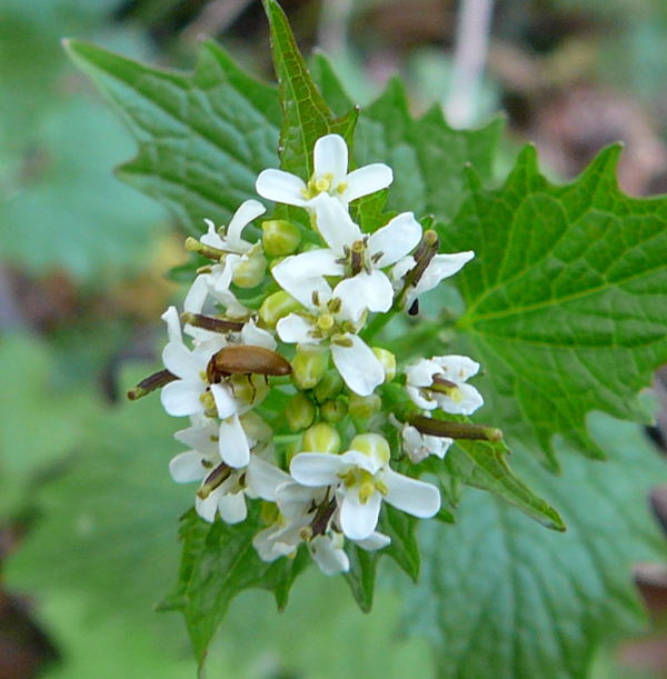 Bltenfresser Byturus ochraceus April 2010 Viernheimer Heide + Garten 009
