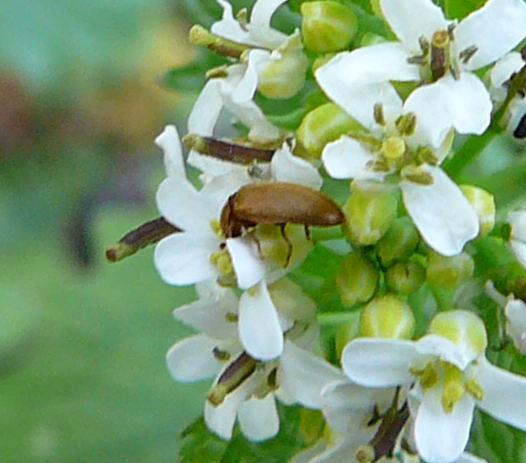 Blütenfresser Byturus ochraceus April 2010 Viernheimer Heide + Garten 009a Blütenfresser Byturus ochraceus April 2010 Viernheimer Heide + Garten 009a