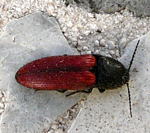 Blutroter Schnellkfer Ampedus sanguineus kl.