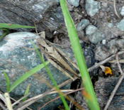 Brauner Grashpfer kl.